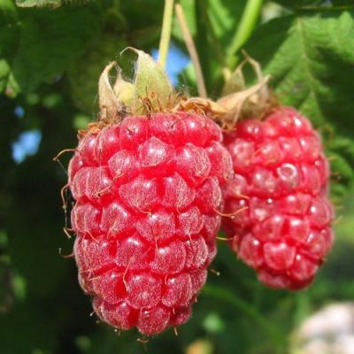 Крупная в Пинске