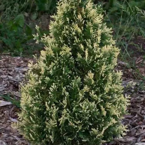 Туя БРАБАНТ ВАРИЕГАТТА западная в Пинске