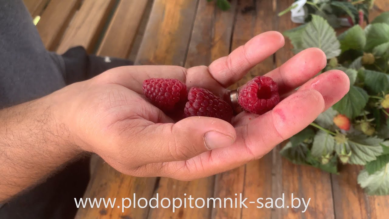 Превью видео