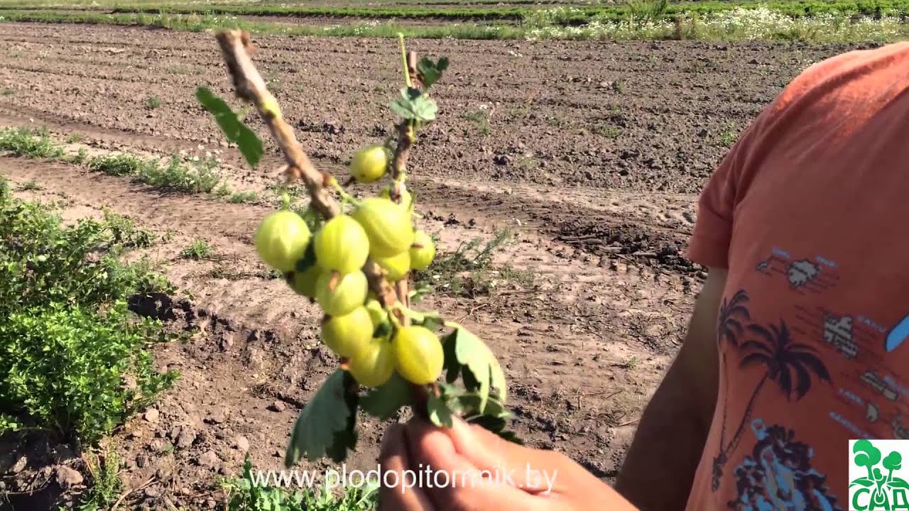 Превью видео