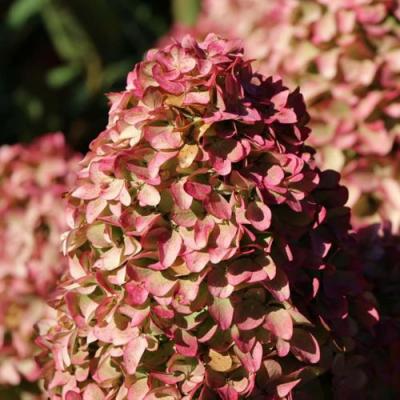 Мэджикал в Пинске