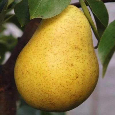 Крупная в Пинске