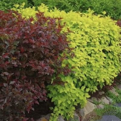 Калинолистный в Пинске