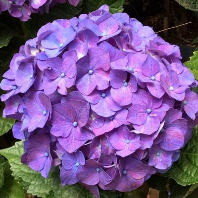 Фиолетовая в Пинске