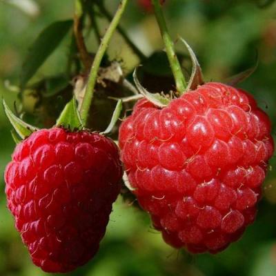 Кустовая в Пинске