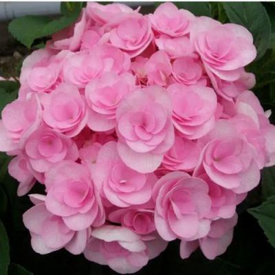 Махровая в Пинске