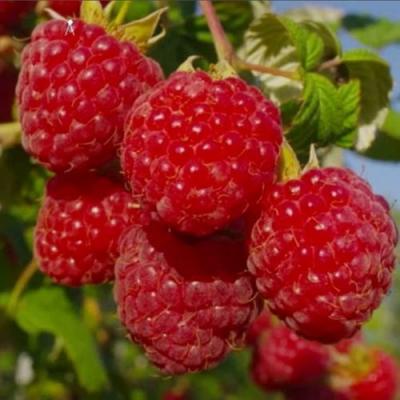 Ранняя в Пинске