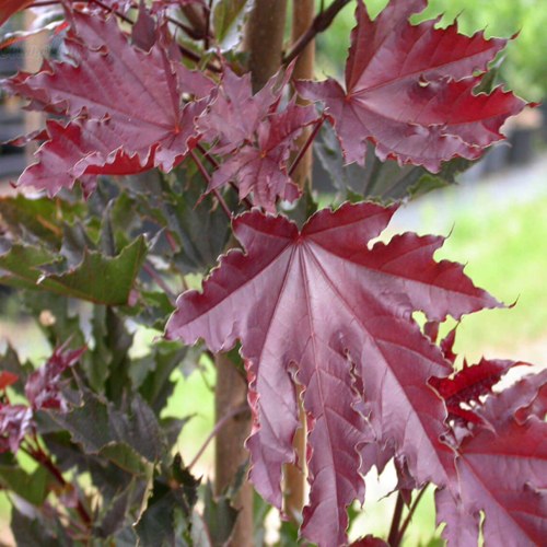 Клен КРИМСОН СЕНТРИ остролистный в Пинске