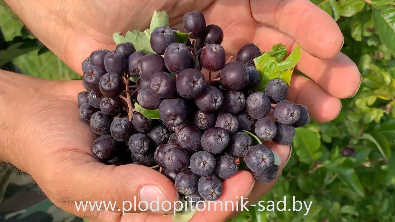 Превью видео