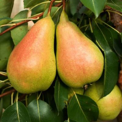 Сладкая в Пинске