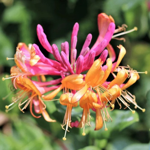 Жимолость ГЕКРОТА в Пинске