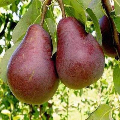 Красная в Пинске