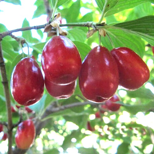 Кизил ЛУКЬЯНОВСКИЙ в Пинске