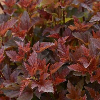 Красный в Пинске