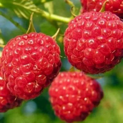 Поздняя в Пинске