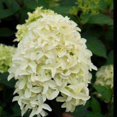 Средние в Пинске