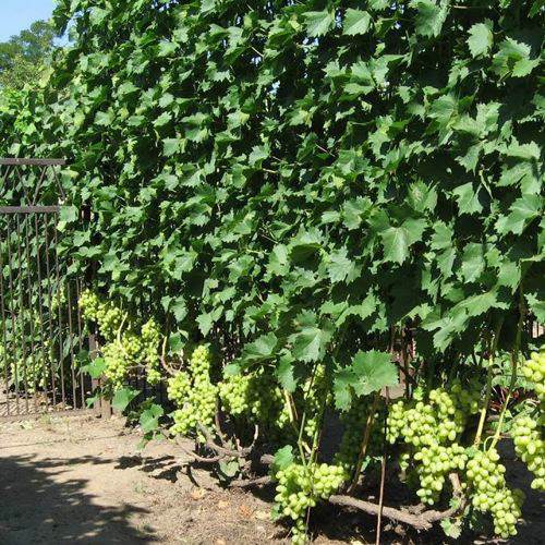 виноград выращивание.jpg