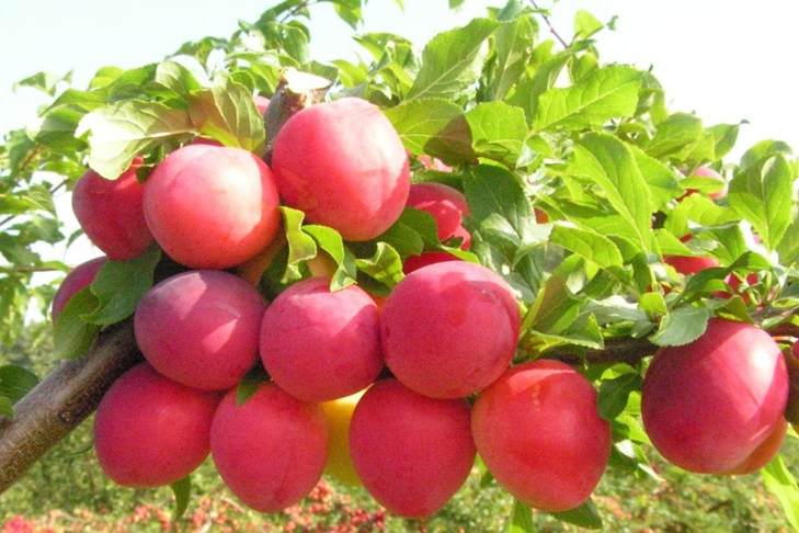 слива китайская.jpg