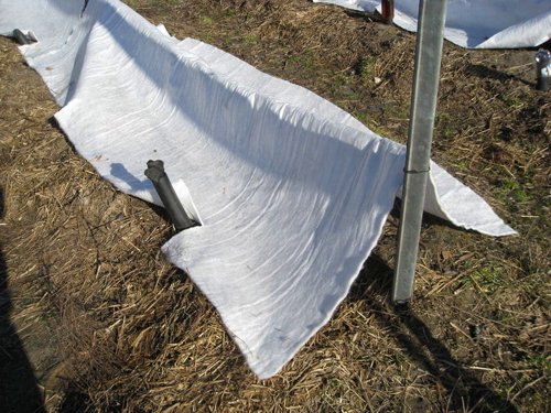 Укрытие винограда агроволокном (спанбондом).jpg