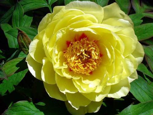 Желтый пион.jpg