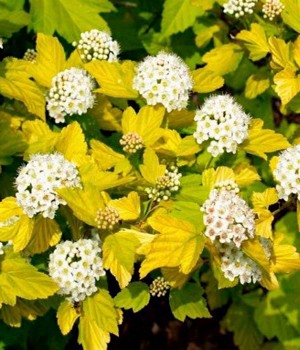 Пузыреплодник ДАРТС ГОЛД цветение.jpg