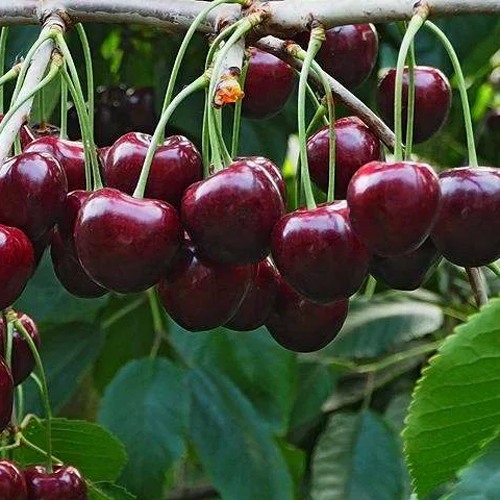 саженцы среднеспелых сортов черешни.jpg