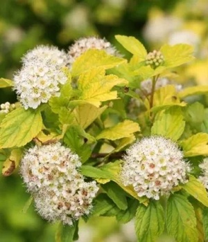 Пузыреплодник АНГЕЛ ГОЛД цветение.jpg