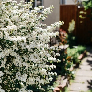 куст спиреи.jpeg