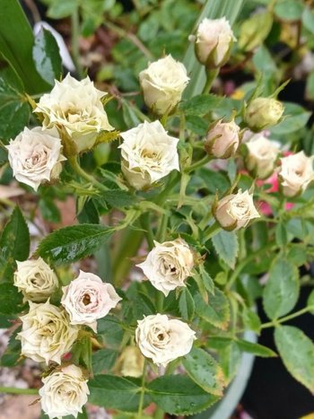 Роза ГРИН ДАЙМОНД миниатюрная.jpg