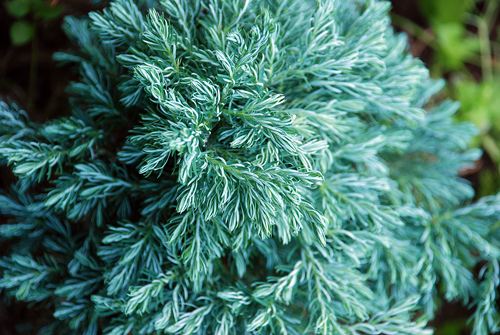 Кипарисовик горохоплодны.jpg