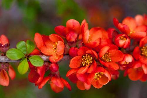 айва японская.jpg