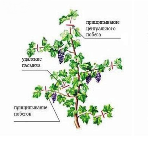 Пасынкование, Прищипка побегов винограда.jpg