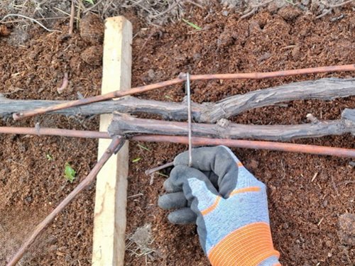 Укладка лозы винограда на землю.jpeg