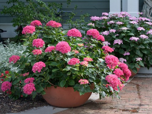 гортензия в кашпо на веранде.jpg