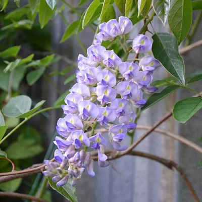 Глициния макростахия БЛЮ МУН в Пинске