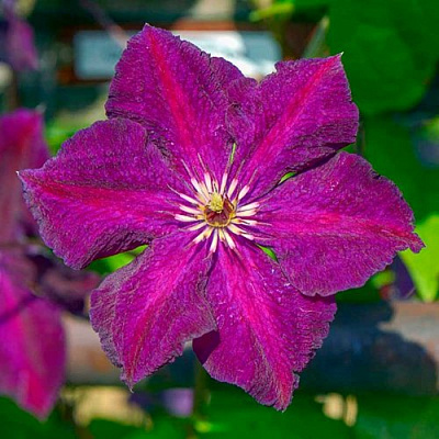 Клематис ГРЮНВАЛЬД в Пинске