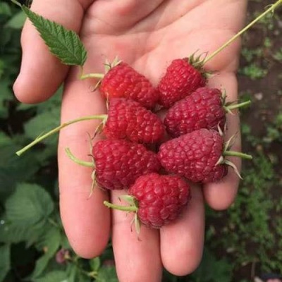 Малина ЕВРАЗИЯ в Пинске