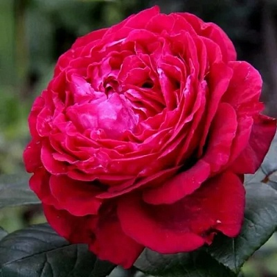 Роза 4 ВЕТРОВ флорибунда  в Пинске