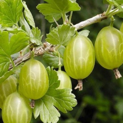 Крыжовник УРАЛЬСКИЙ ИЗУМРУД в Пинске