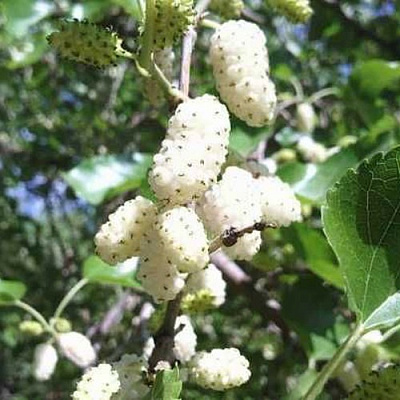 Шелковица БЕЛАЯ МЕДОВАЯ в Пинске