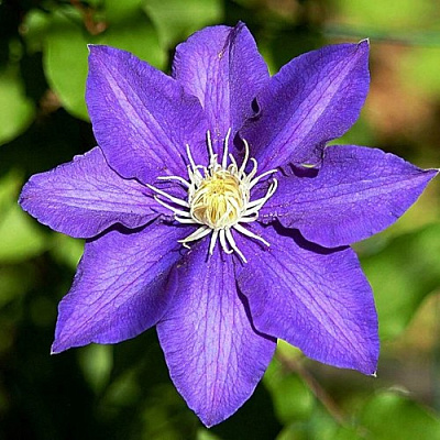 Клематис ЗЕ ПРЕЗИДЕНТ в Пинске