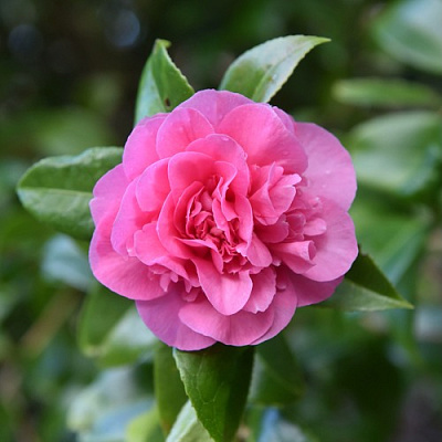 Камелия ДЕББИ в Пинске