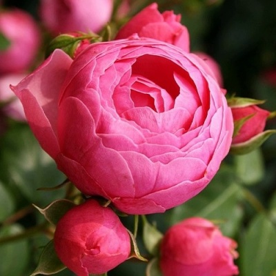 Роза ПОМПОНЕЛЛА флорибунда в Пинске