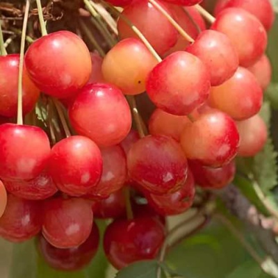 Черешня ЮЛИЯ в Пинске