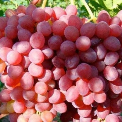 Виноград КИШМИШ КРАСНЫЙ в Пинске