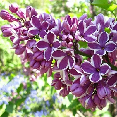 Сирень СЕНСАЦИЯ (привитая) в Пинске