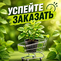 УСПЕЙТЕ ЗАКАЗАТЬ УСПЕЙТЕ ЗАКАЗАТЬ в Пинске