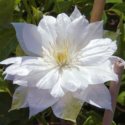 Клематис ДАЧЕСС ОФ ЭДИНБУРГ в Пинске