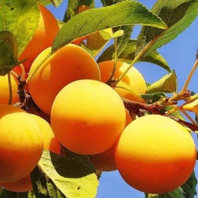 Слива МЕДОВАЯ ЖЁЛТАЯ в Пинске