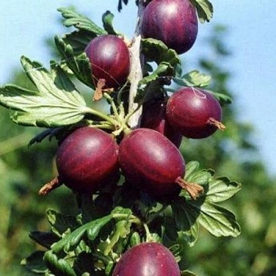 Крыжовник СЛИВОВЫЙ в Пинске